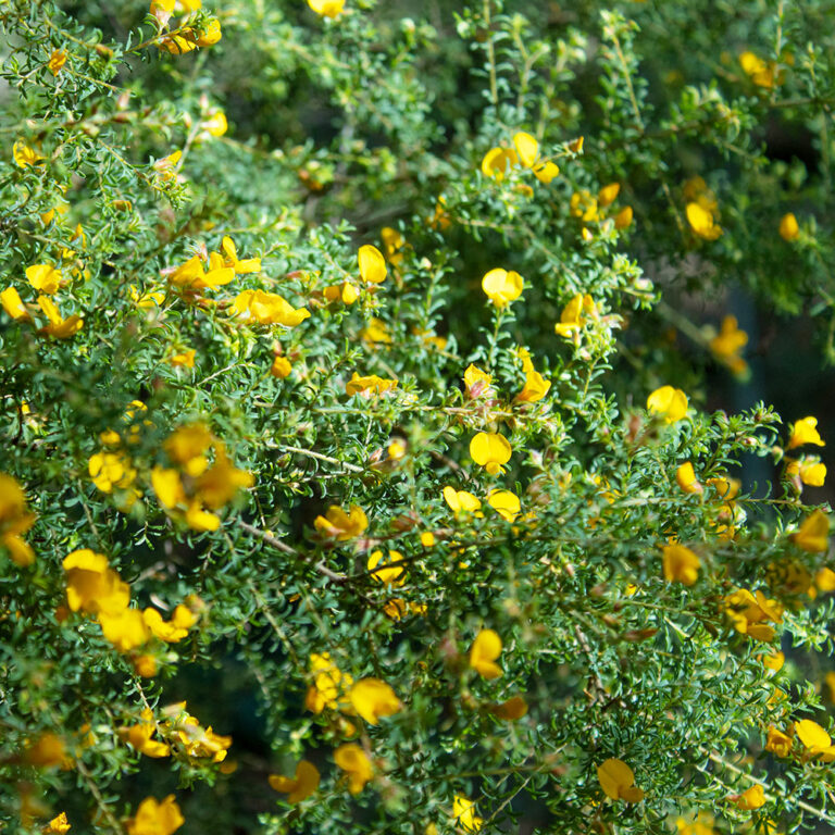 Hairy Bush Pea Tamborine Bulletin 6272