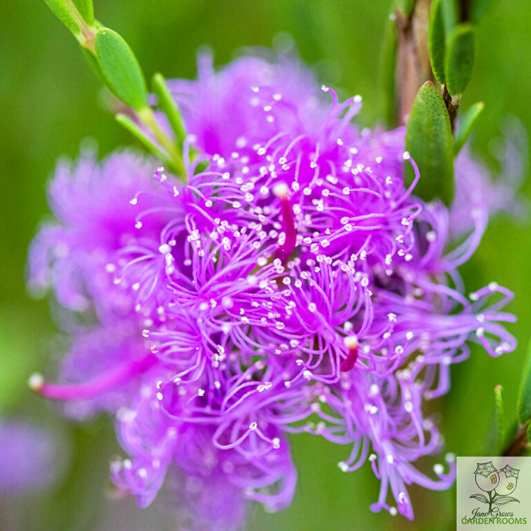 The Plants In Our Village Thyme Honey Myrtle Tamborine Bulletin