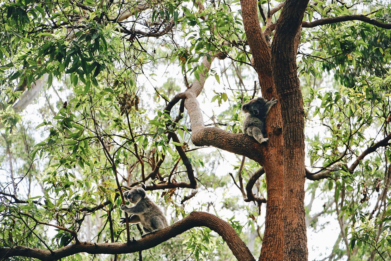 Great Koala Patrol